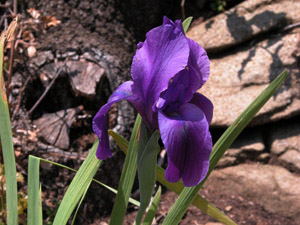 Vivers Càrex - Iris hoogiana